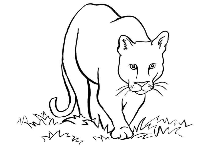 Puma boyama sayfası – kolay boyama, eğitici aktivite