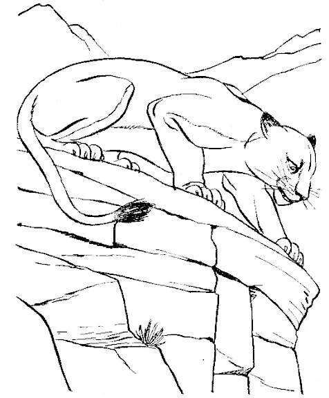 Puma boyama sayfası – yaratıcılığı geliştirir, keyifli zaman