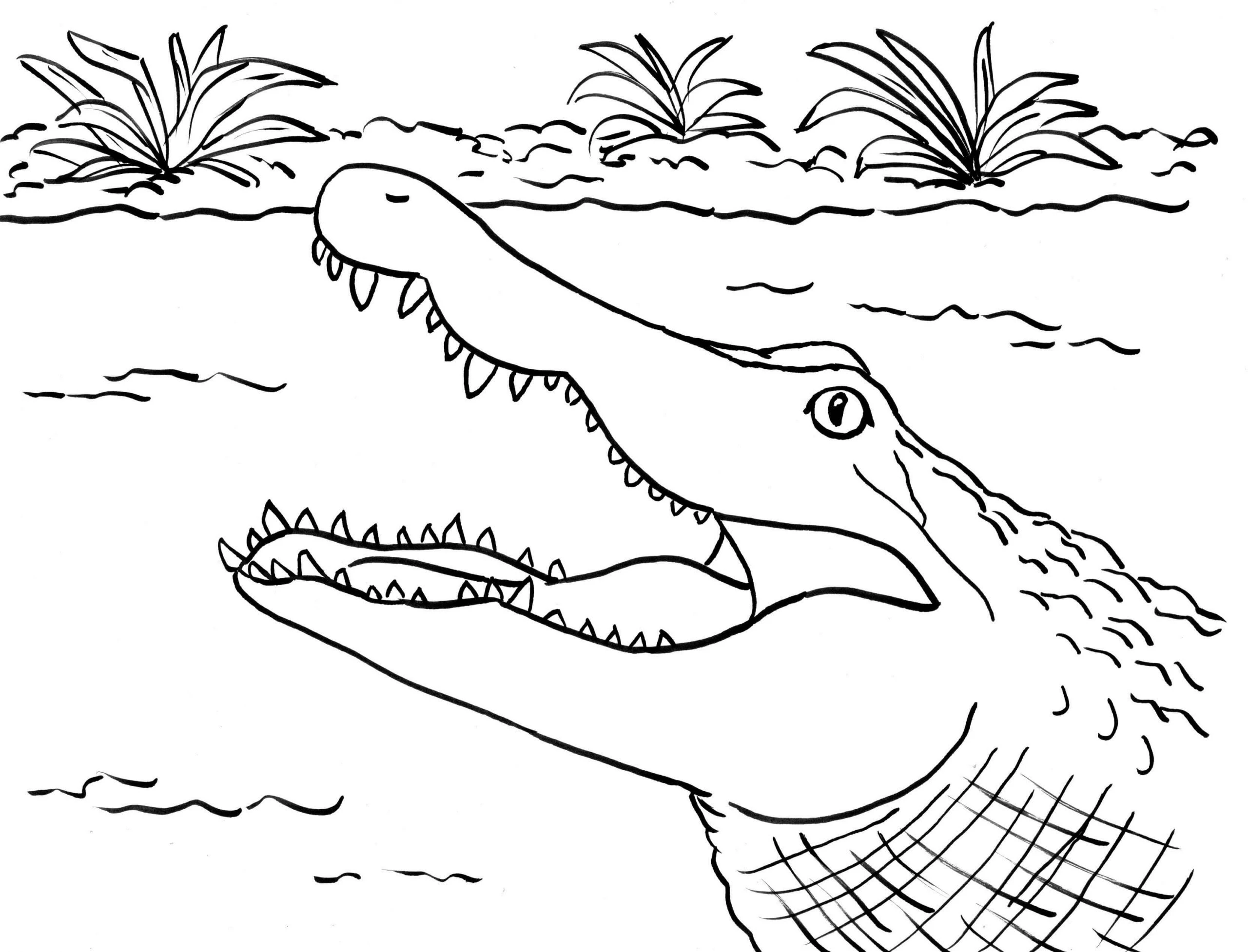 Alligator boyama sayfası – yaratıcılık, eğlenceli etkinlik