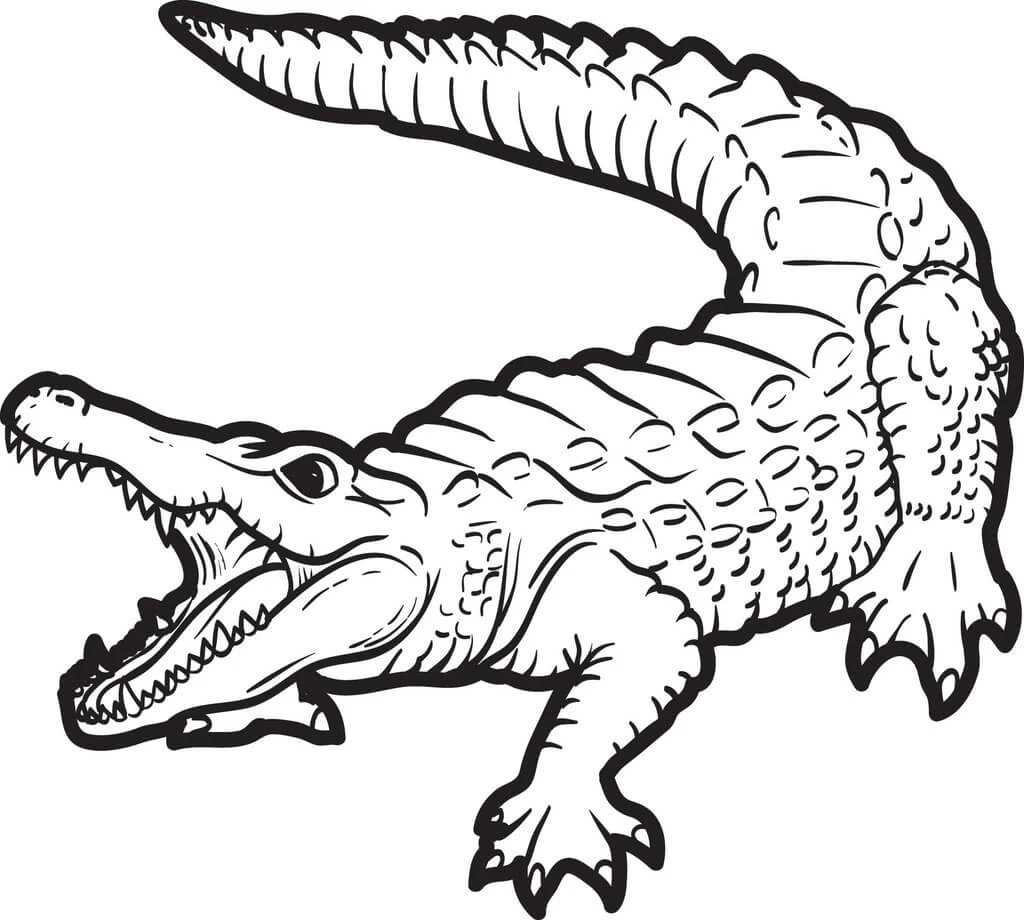 Alligator boyama sayfası – boyama çalışması, yaratıcılığı geliştirir
