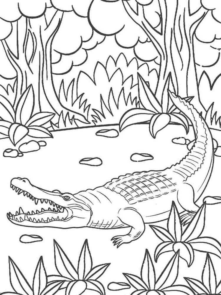 Alligator boyama sayfası – kolay boyama, eğitici aktivite