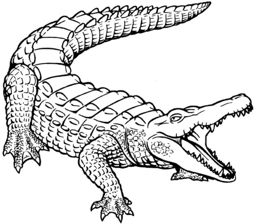 Alligator boyama sayfası – boyama etkinliği, çocuk aktivitesi