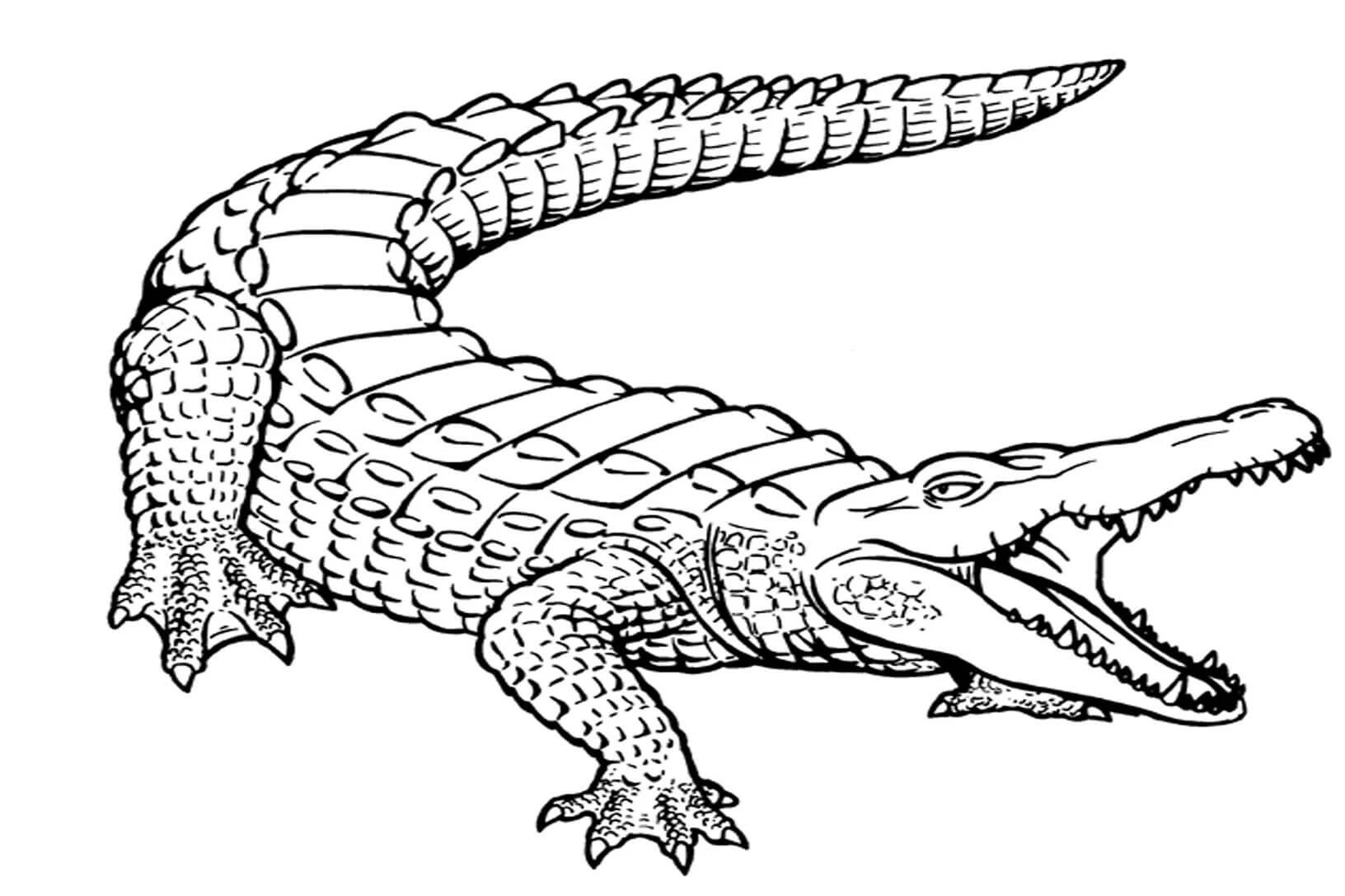 Alligator boyama sayfası – evde etkinlik, ücretsiz yazdır