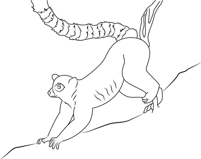 Lemur boyama sayfası – eğitici aktivite, yaratıcılık