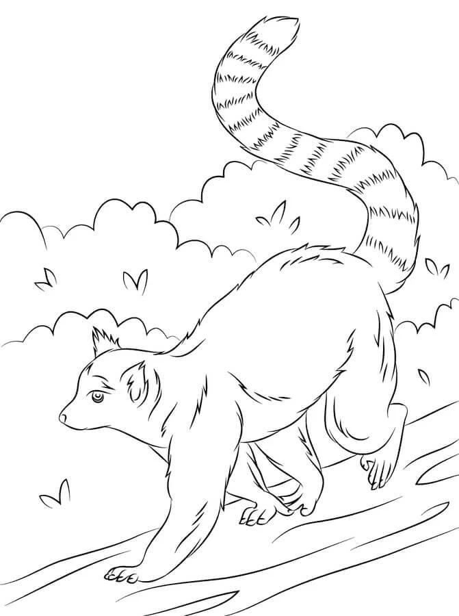 Lemur boyama sayfası – PDF indir, sevimli karakter