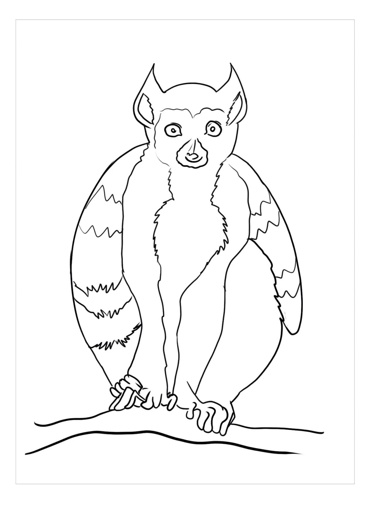 Lemur boyama sayfası – okul öncesi, evde etkinlik