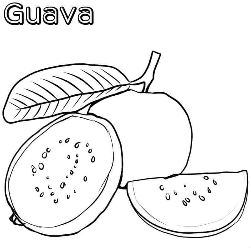 Guava boyama sayfası – yaratıcılığı geliştirir, keyifli zaman