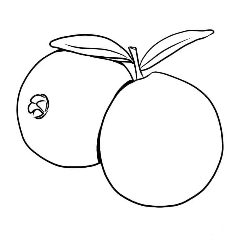 Guava boyama sayfası – renkli çizimler, okul öncesi