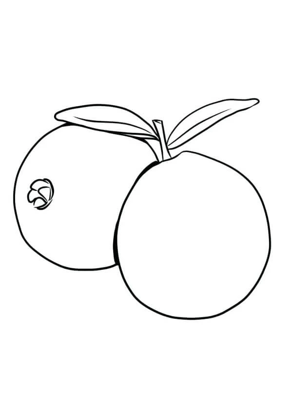 Guava boyama sayfası – yaratıcılığı geliştirir, keyifli zaman