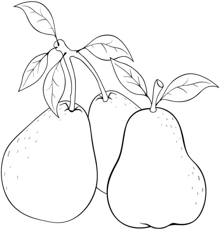 Guava boyama sayfası – eğitici aktivite, yaratıcılık