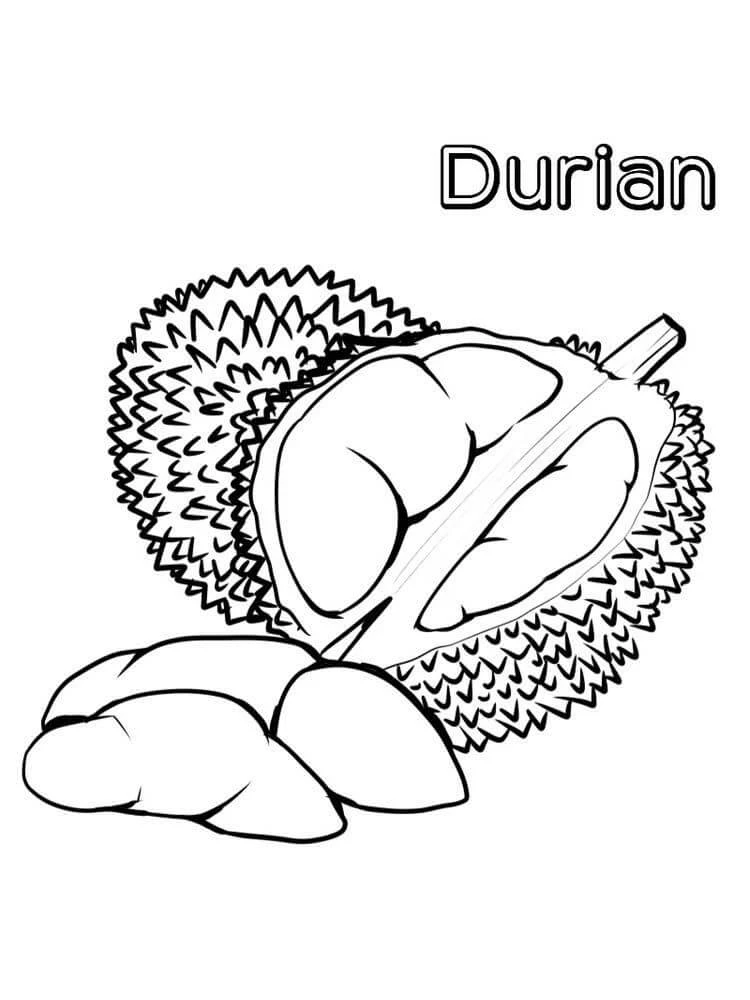 Durian boyama sayfası – el becerilerini geliştirir, boyama çalışması