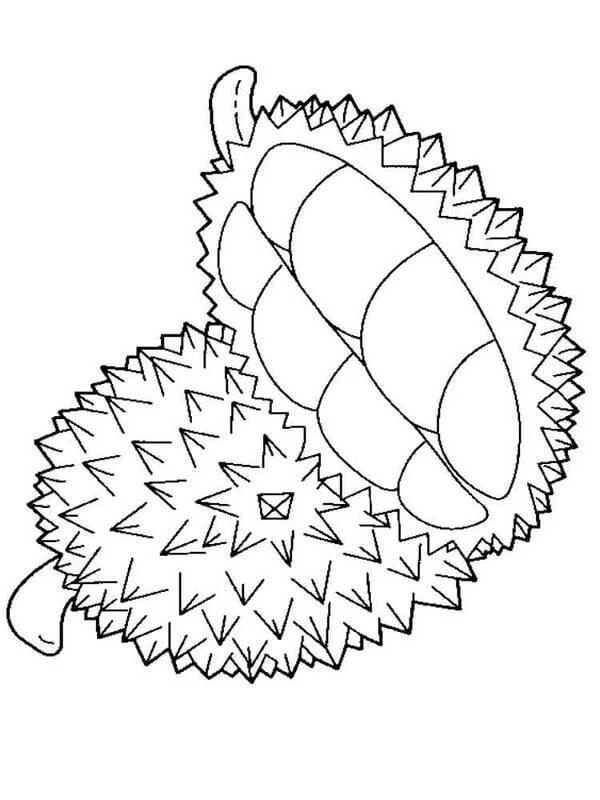 Durian boyama sayfası – keyifli zaman, renkli çizimler