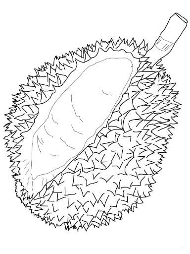 Durian boyama sayfası – eğlenceli etkinlik, el becerilerini geliştirir