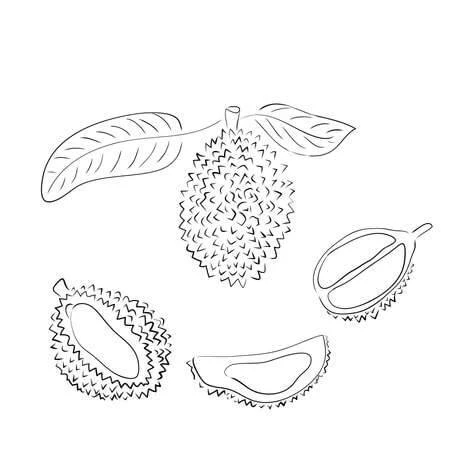 Durian boyama sayfası – yaratıcılığı geliştirir, keyifli zaman