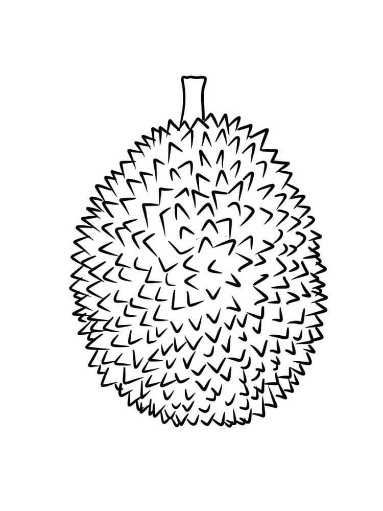 Durian boyama sayfası – boyama etkinliği, çocuk aktivitesi