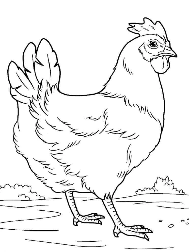 Hen boyama sayfası – renkli çizimler, okul öncesi