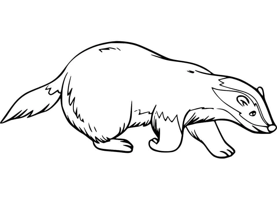 Badger boyama sayfası – evde etkinlik, ücretsiz yazdır