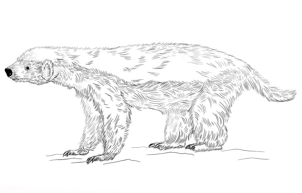 Badger boyama sayfası – renkli çizimler, okul öncesi