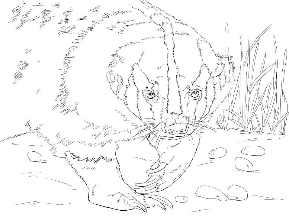 Badger boyama sayfası – kolay boyama, eğitici aktivite