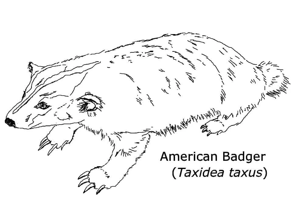 Badger boyama sayfası – eğlenceli etkinlik, el becerilerini geliştirir