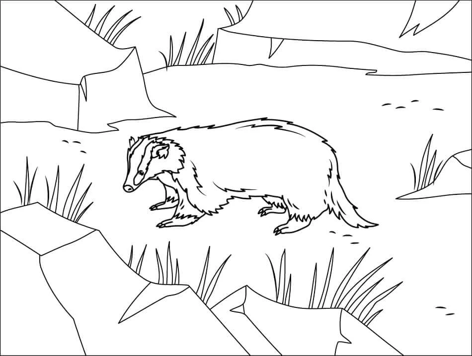 Badger boyama sayfası – okul öncesi, evde etkinlik