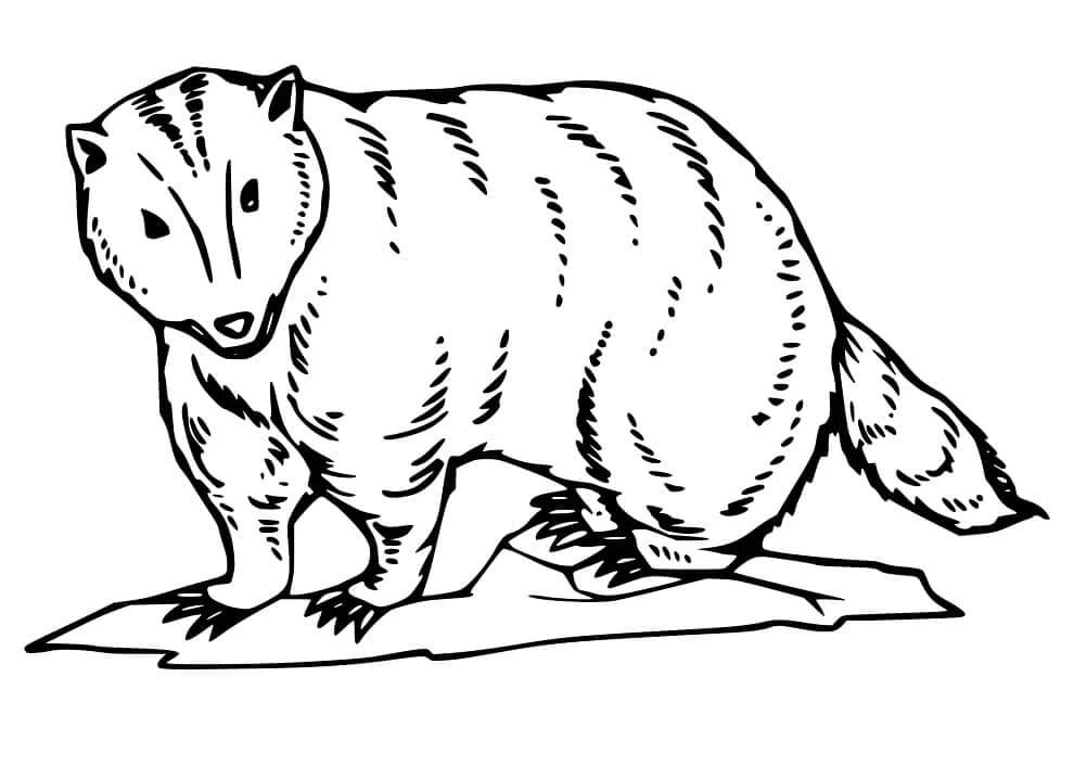 Badger boyama sayfası – boyama etkinliği, çocuk aktivitesi