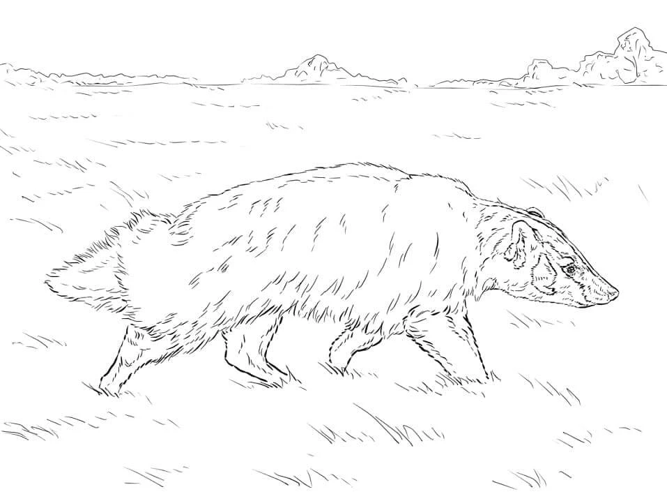Badger boyama sayfası – çocuk aktivitesi, PDF indir