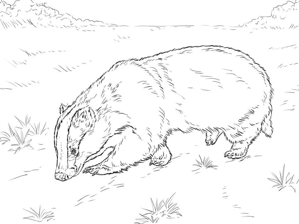 Badger boyama sayfası – sanatsal çalışma, çocuklar için