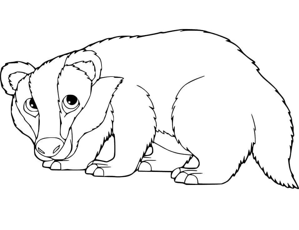 Badger boyama sayfası – basit çizim, kolay boyama