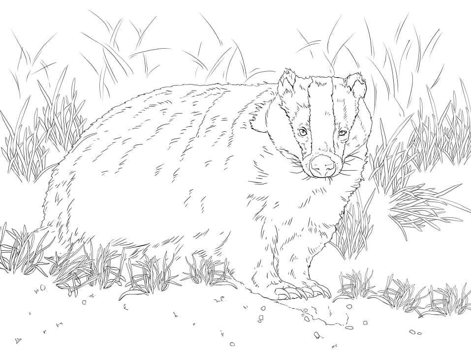 Badger boyama sayfası – yaratıcılık, eğlenceli etkinlik