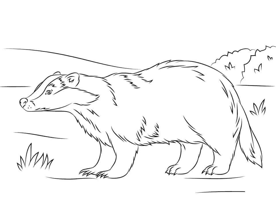 Badger boyama sayfası – boyama çalışması, yaratıcılığı geliştirir