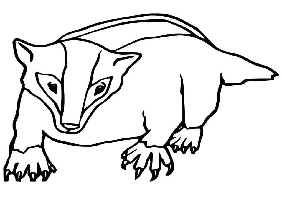 Badger boyama sayfası – kolay boyama, eğitici aktivite