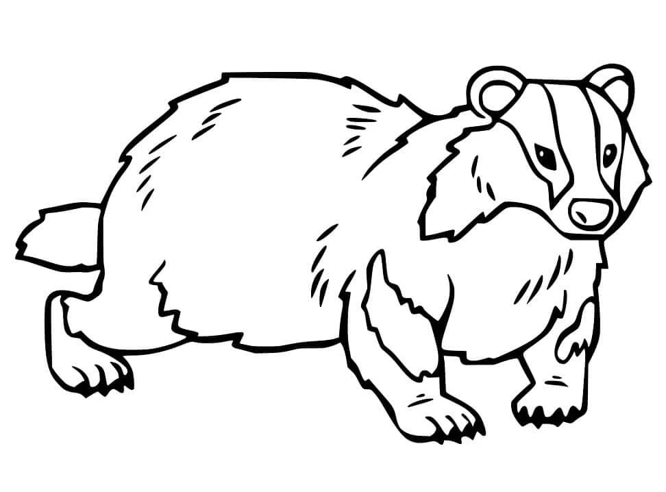 Badger boyama sayfası – boyama etkinliği, çocuk aktivitesi