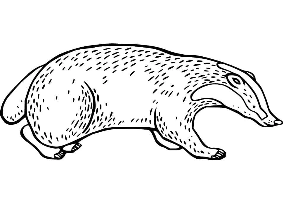 Badger boyama sayfası – eğitici aktivite, yaratıcılık