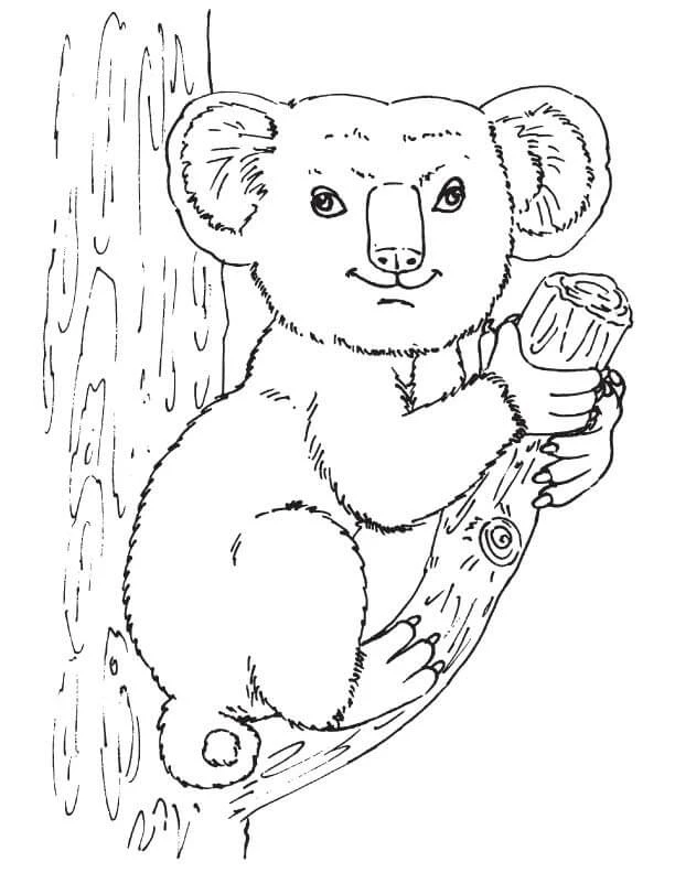Koala boyama sayfası – çocuk aktivitesi, PDF indir