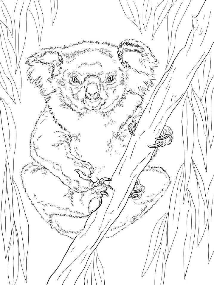 Koala boyama sayfası – boyama çalışması, yaratıcılığı geliştirir