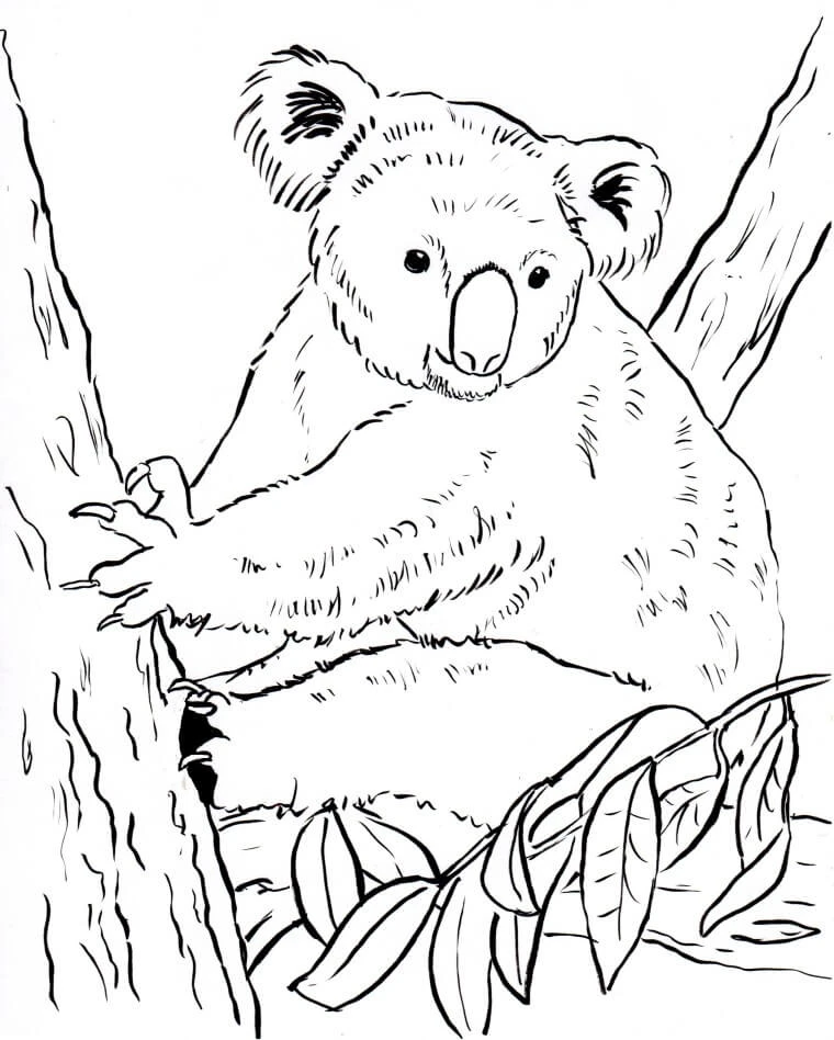 Koala boyama sayfası – yaratıcılık, eğlenceli etkinlik