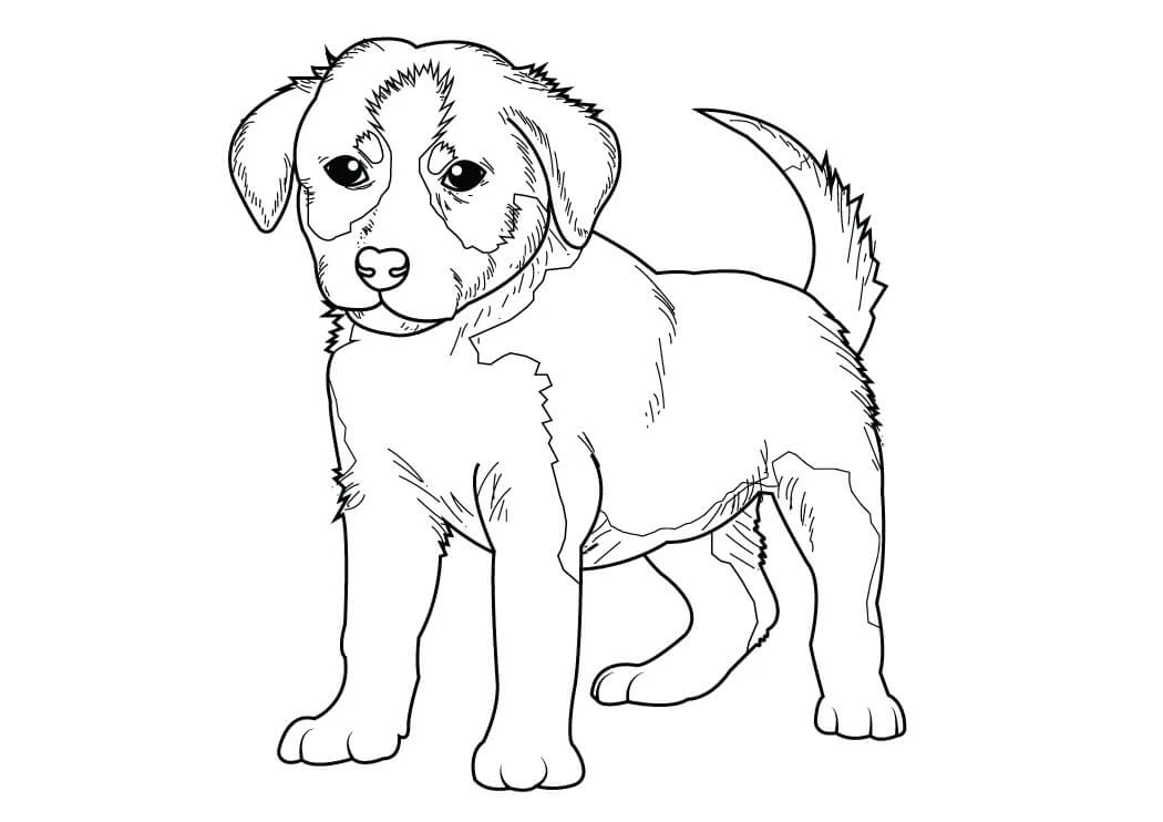 Köpek Yavrusu Boyama