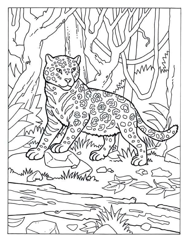 Jaguar boyama sayfası – el becerilerini geliştirir, boyama çalışması