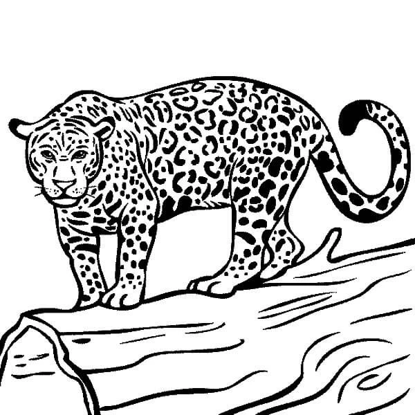 Jaguar boyama sayfası – keyifli zaman, renkli çizimler