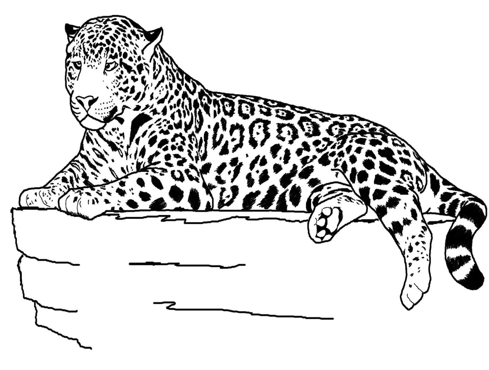 Jaguar boyama sayfası – basit çizim, kolay boyama
