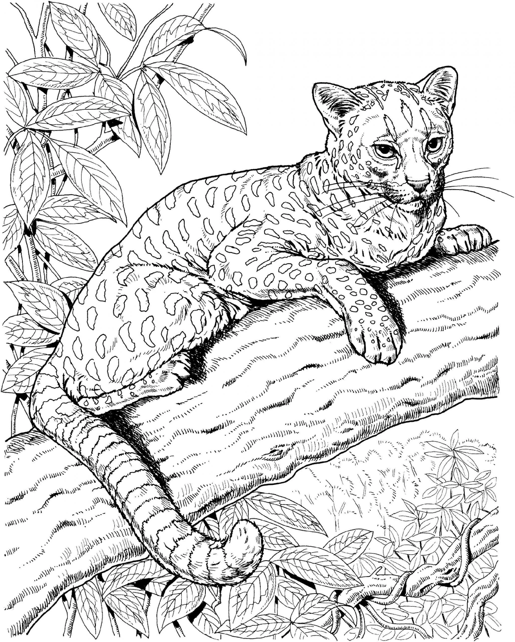 Jaguar boyama sayfası – boyama çalışması, yaratıcılığı geliştirir