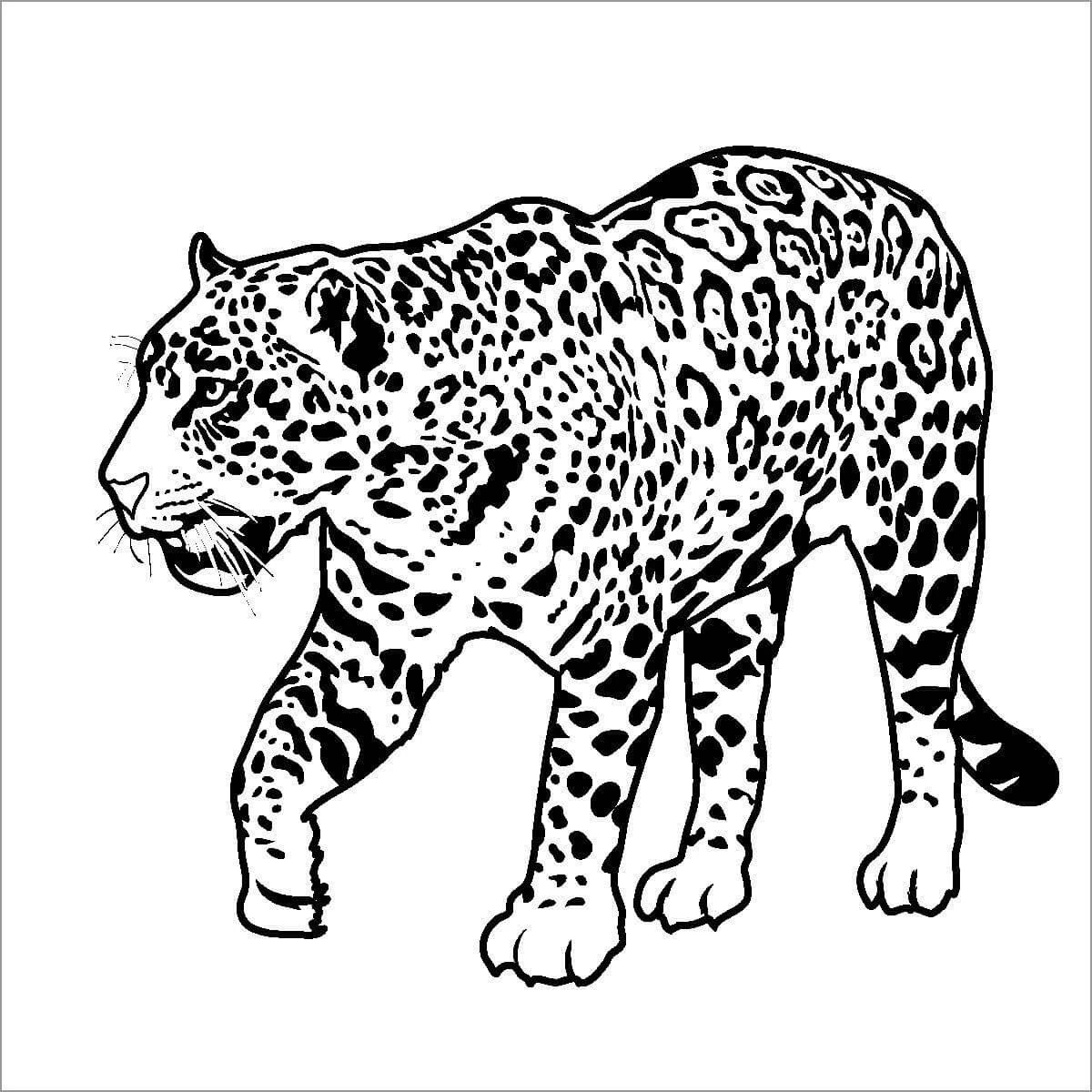 Jaguar boyama sayfası – renkli çizimler, okul öncesi