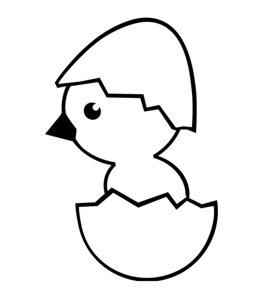 Civciv Boyama