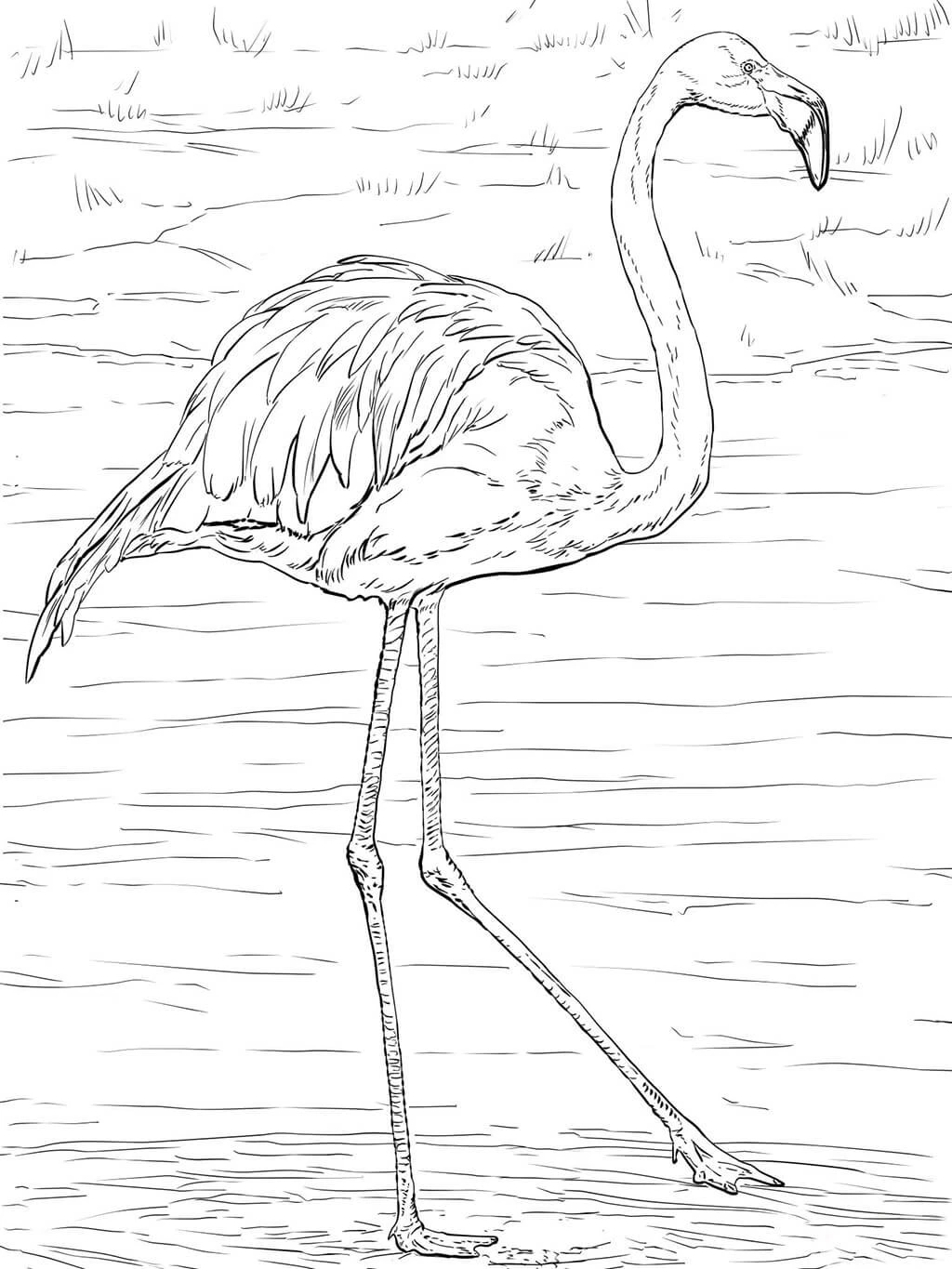 Flamingo boyama sayfası – eğlenceli etkinlik, el becerilerini geliştirir
