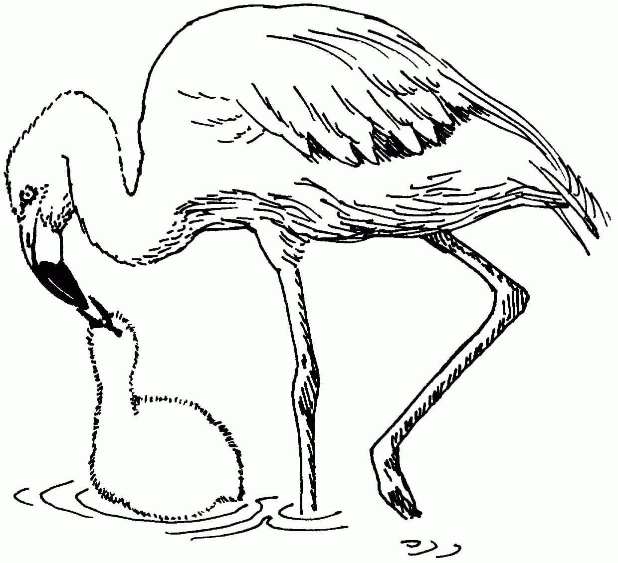 Flamingo boyama sayfası – okul öncesi, evde etkinlik