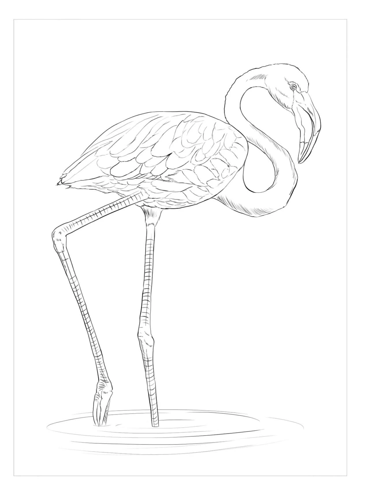 Flamingo boyama sayfası – kolay boyama, eğitici aktivite