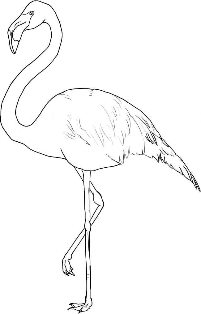 Flamingo boyama sayfası – sevimli karakter, sanatsal çalışma