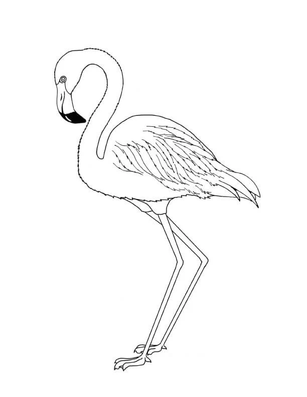 Flamingo boyama sayfası – keyifli zaman, renkli çizimler