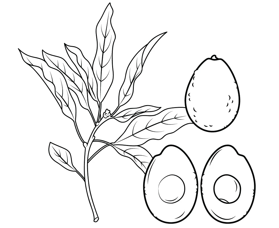 Avokado boyama sayfası – renkli çizimler, okul öncesi